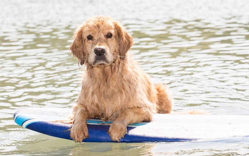 lakes in Austria with dogs
