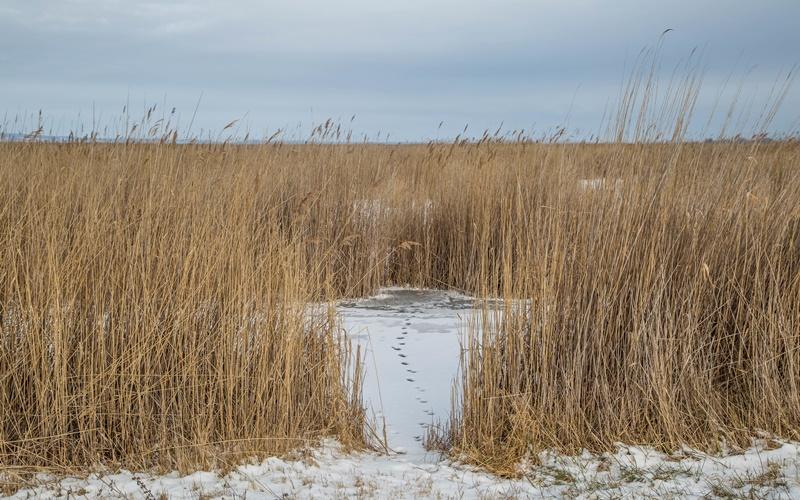 Neusiedl Lake winter vacation Austria