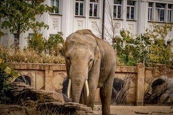 Leipzig Zoo Elephant