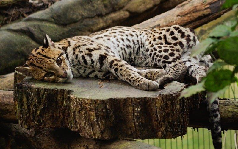 Leipzig Zoo