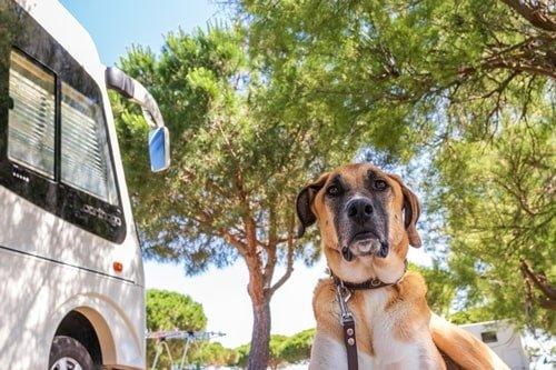 Croatia Camping with Dog