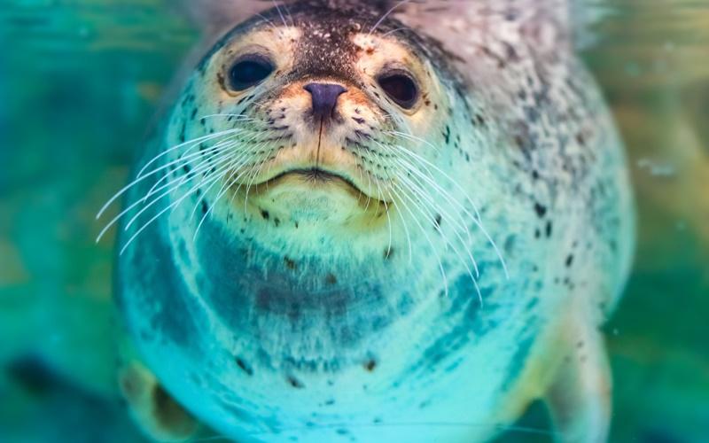 seal