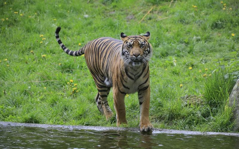 sumatran tiger