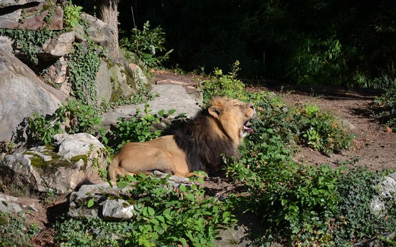 animal conservation zoo frankfurt
