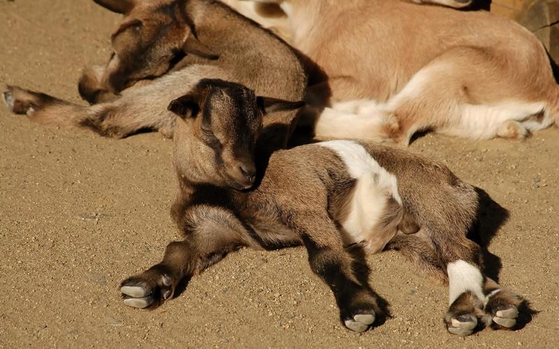petting zoo frankfurt